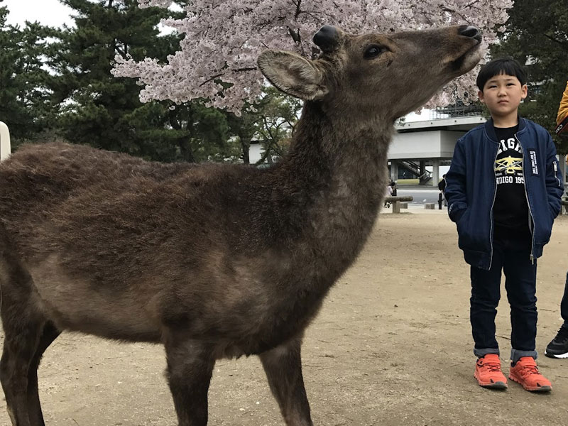 The famous deer of Nara
